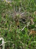 Pulsatilla vulgaris