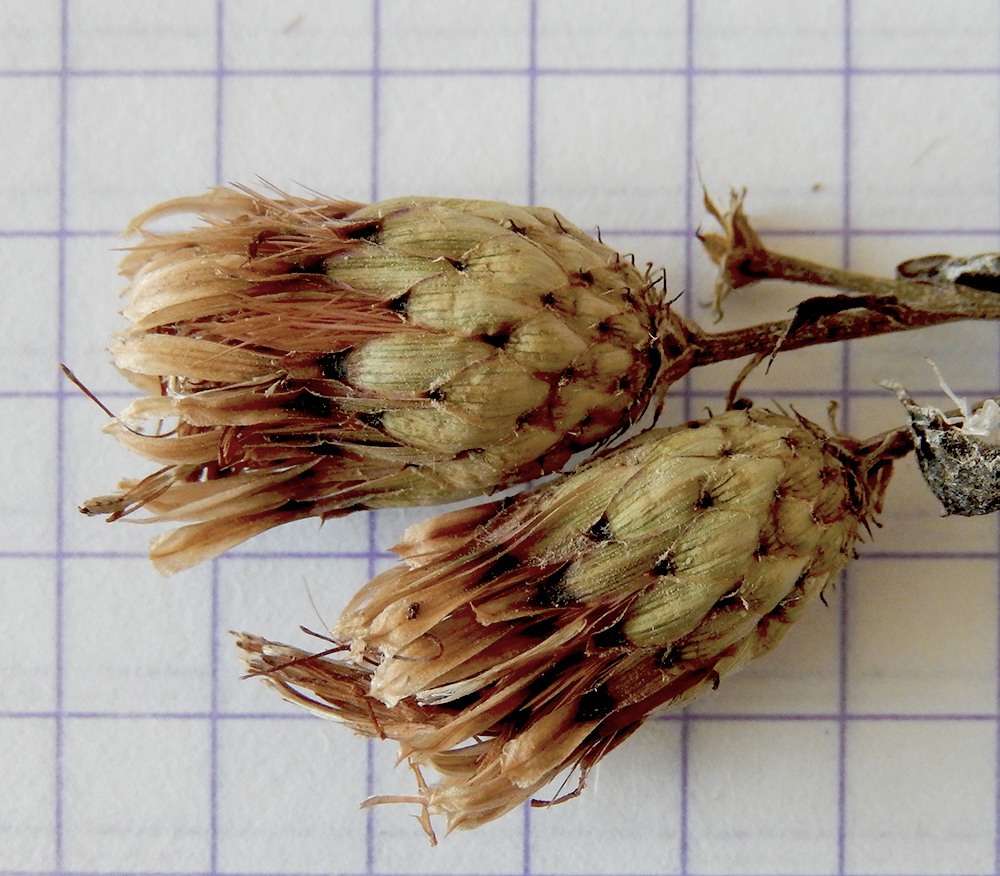 Image of Klasea quinquefolia specimen.