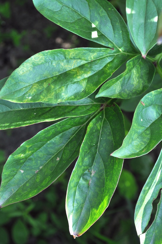 Image of Paeonia lactiflora specimen.