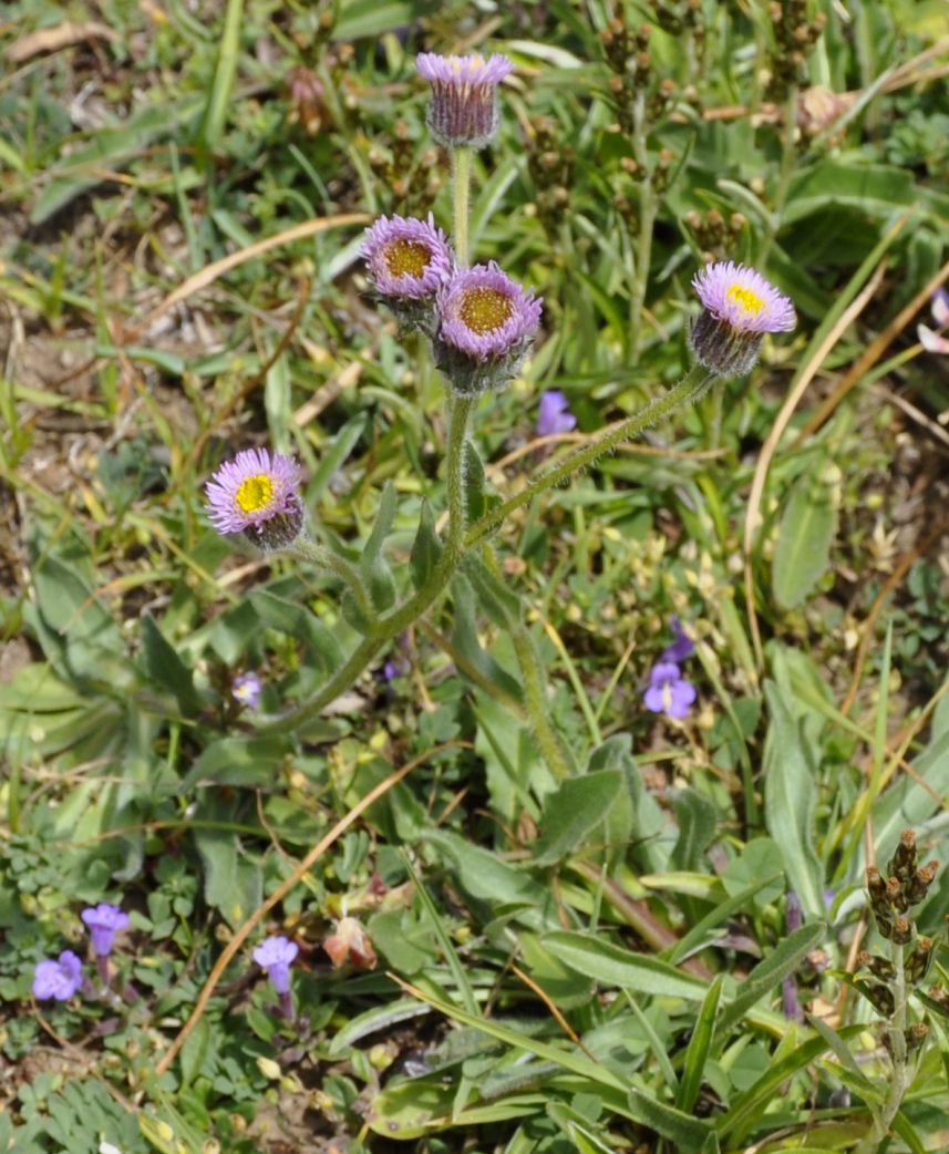 Изображение особи Erigeron atticus.