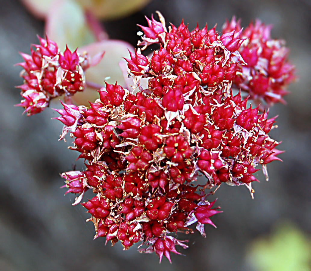 Изображение особи Hylotelephium ewersii.