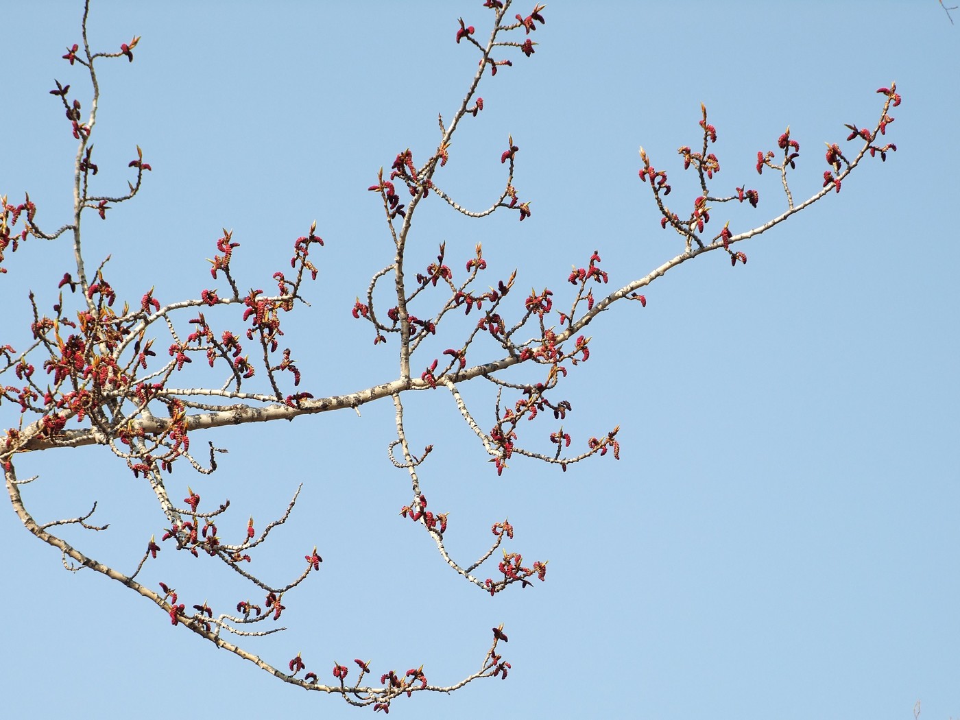 Image of Populus suaveolens specimen.