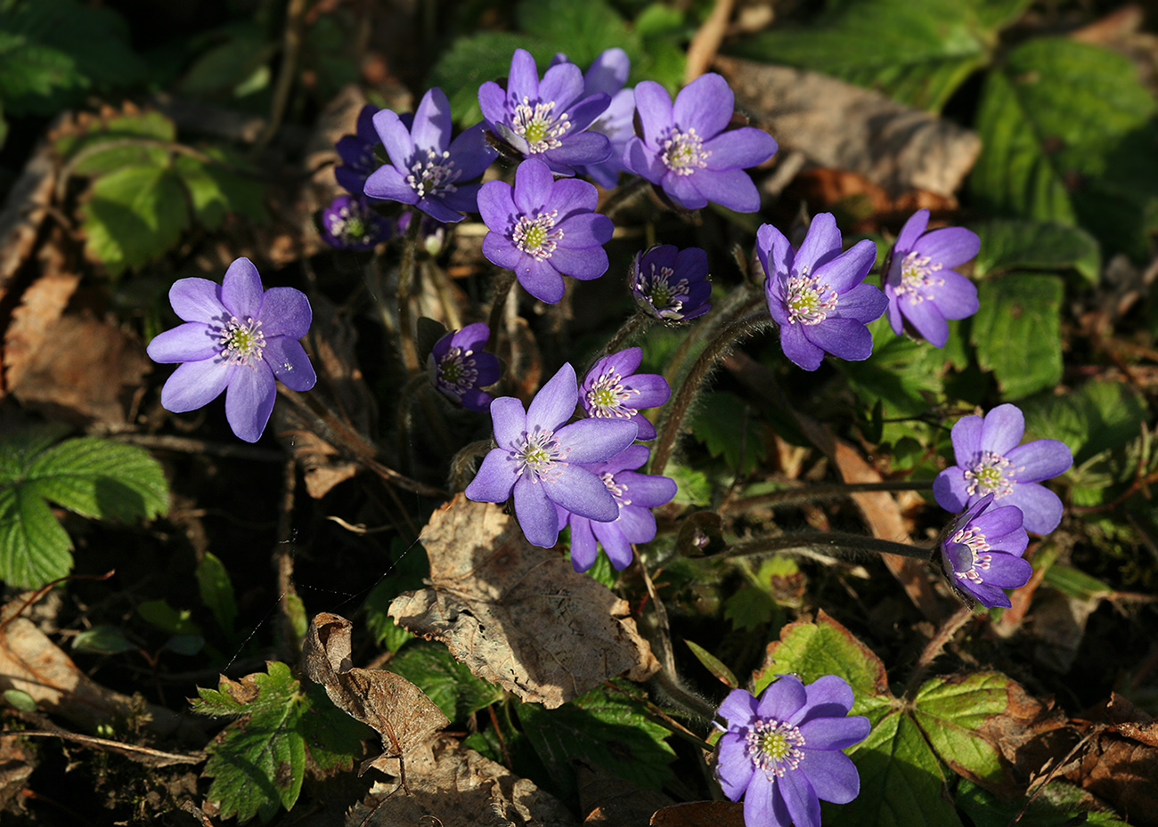 Изображение особи Hepatica nobilis.