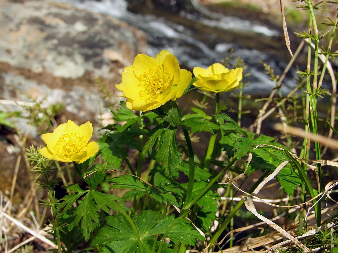 Изображение особи Trollius riederianus.