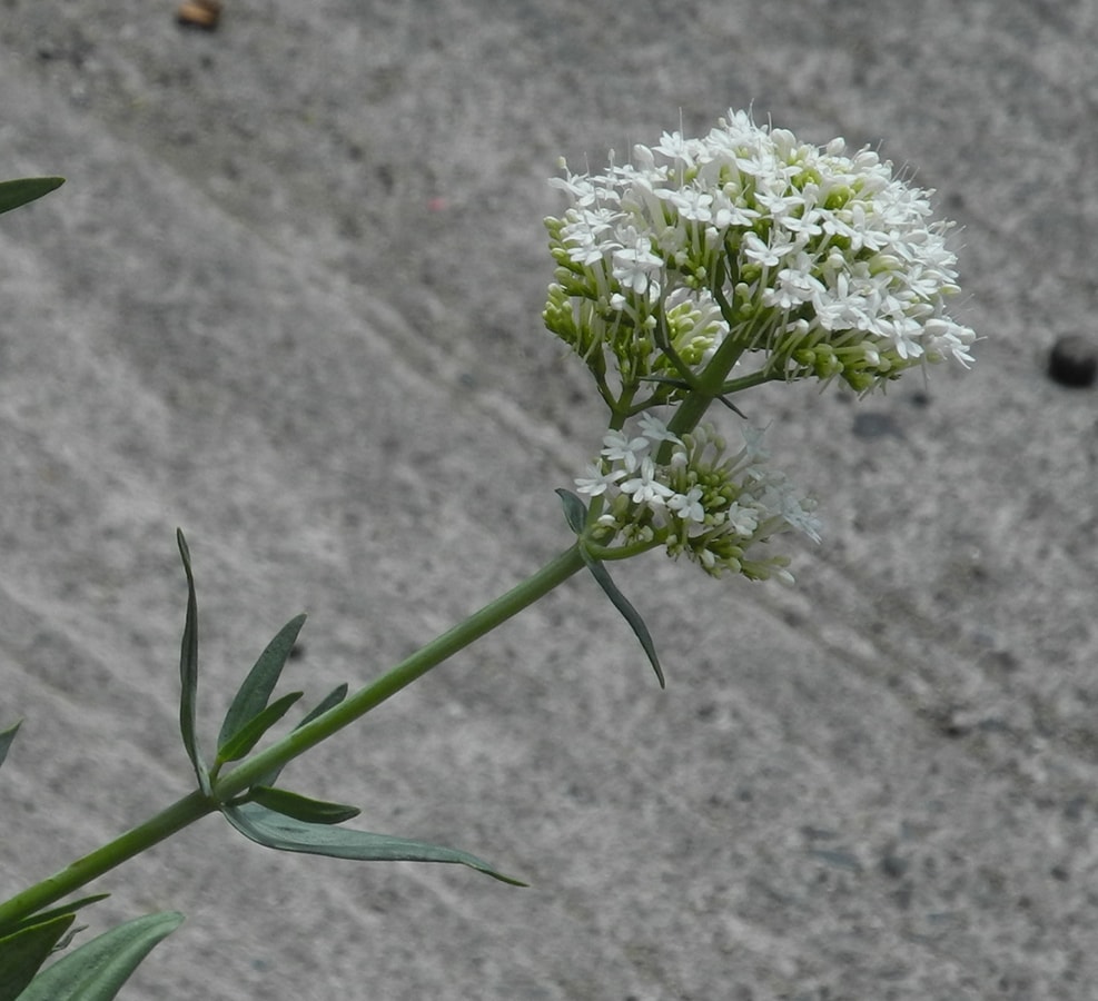 Изображение особи Centranthus ruber.