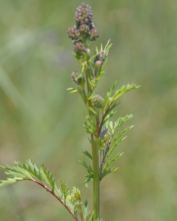 Изображение особи Poterium sanguisorba.