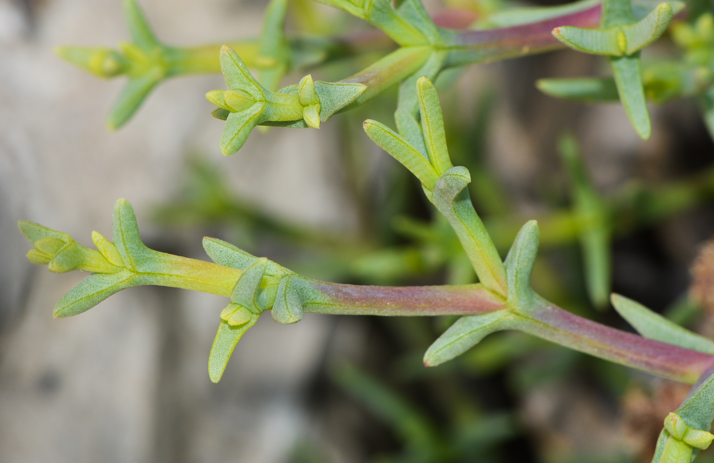 Image of Ruschia multiflora specimen.