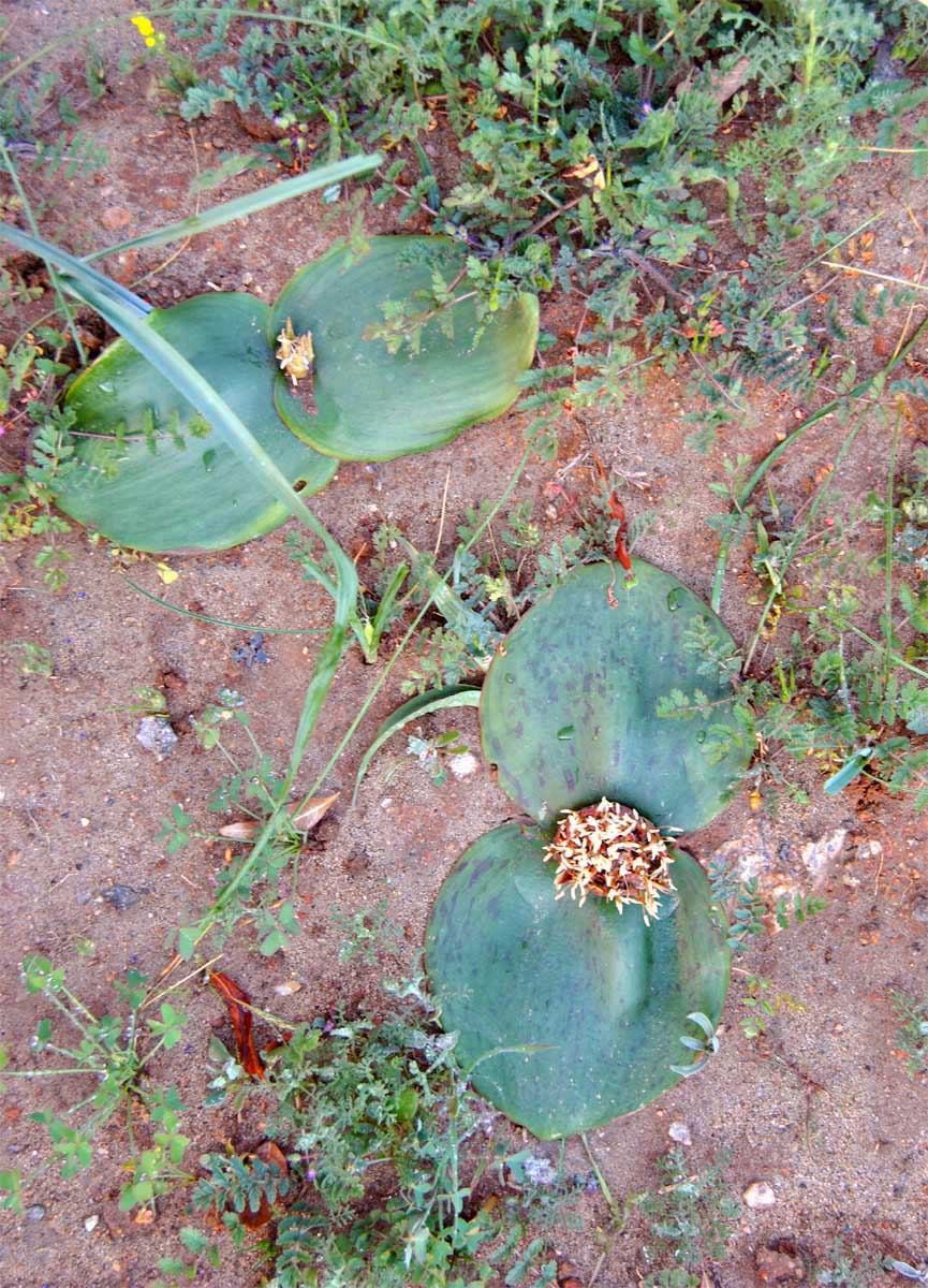 Image of Massonia depressa specimen.