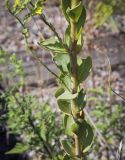 Linaria genistifolia. Средняя часть побега. Крым, Сакский р-н, окр. пос. Прибрежное, железнодорожная насыпь между оз. Сасык и Симферопольским шоссе. 17.08.2017.