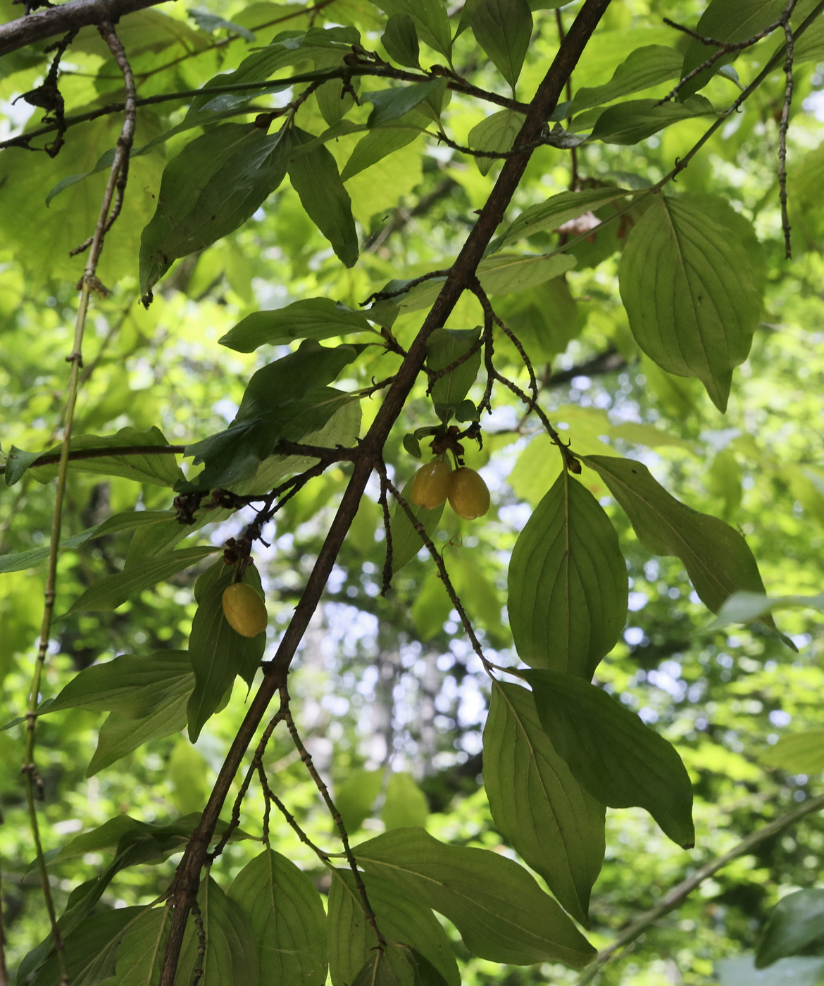 Image of Cornus mas specimen.