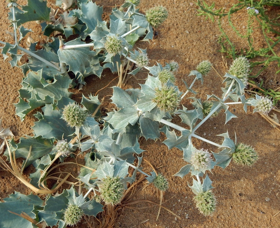 Изображение особи Eryngium maritimum.