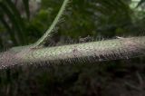 genus Calamus. Часть побега. Малайзия, штат Сабах, о-в Пулау Сапи, джунгли. 17.02.2013.