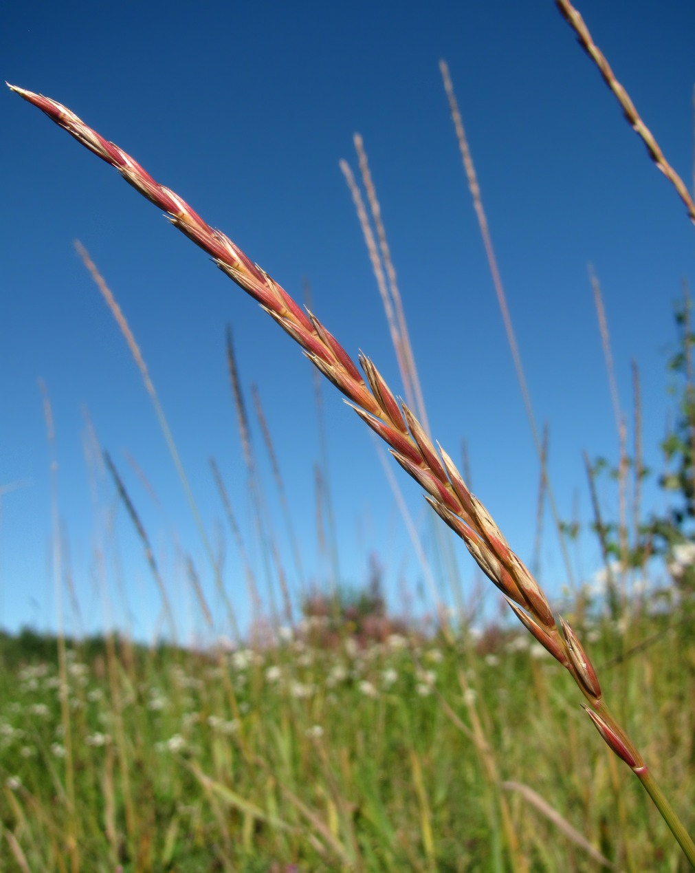 Image of Elytrigia repens specimen.