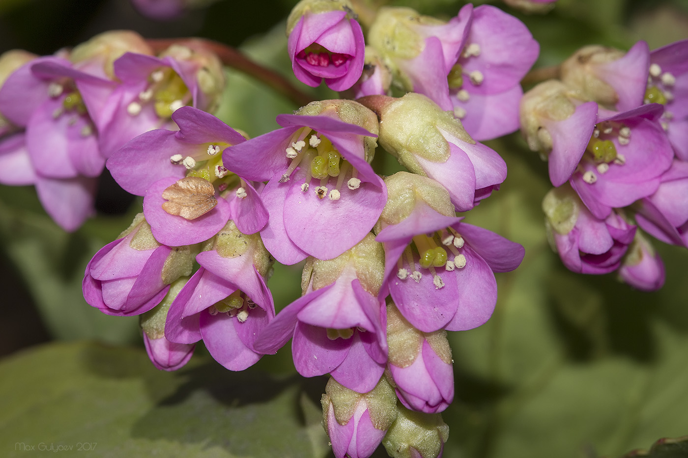 Изображение особи Bergenia crassifolia.