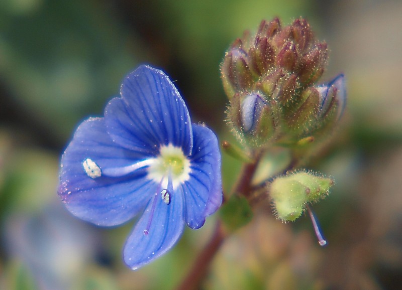 Image of Veronica vendettadeae specimen.