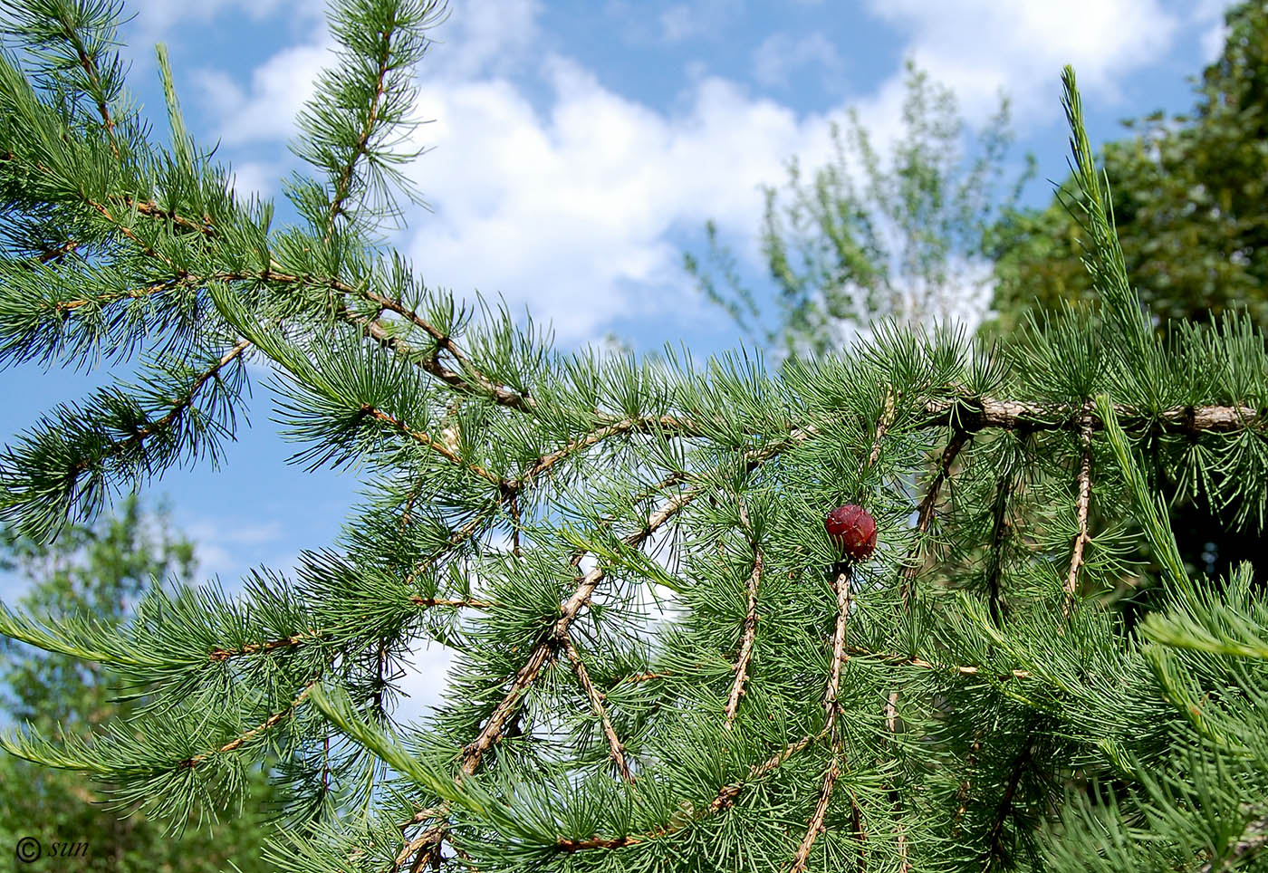 Image of Larix gmelinii specimen.