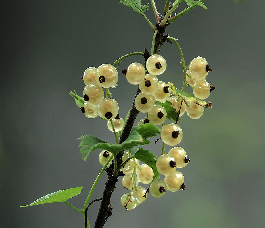 Image of Ribes rubrum specimen.