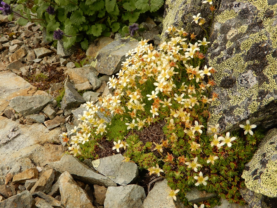 Изображение особи Saxifraga terektensis.