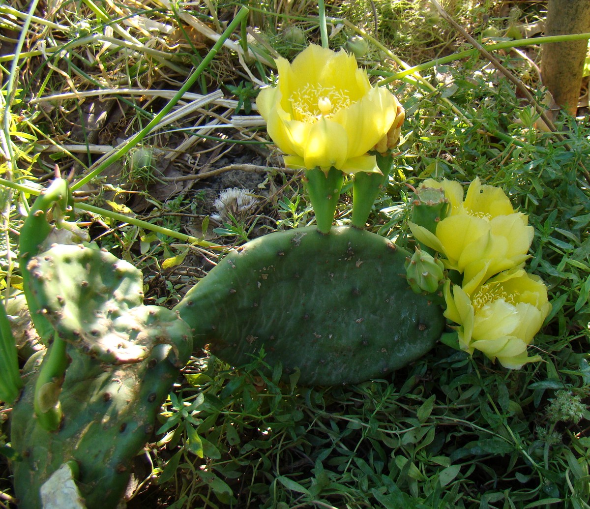 Изображение особи Opuntia humifusa.