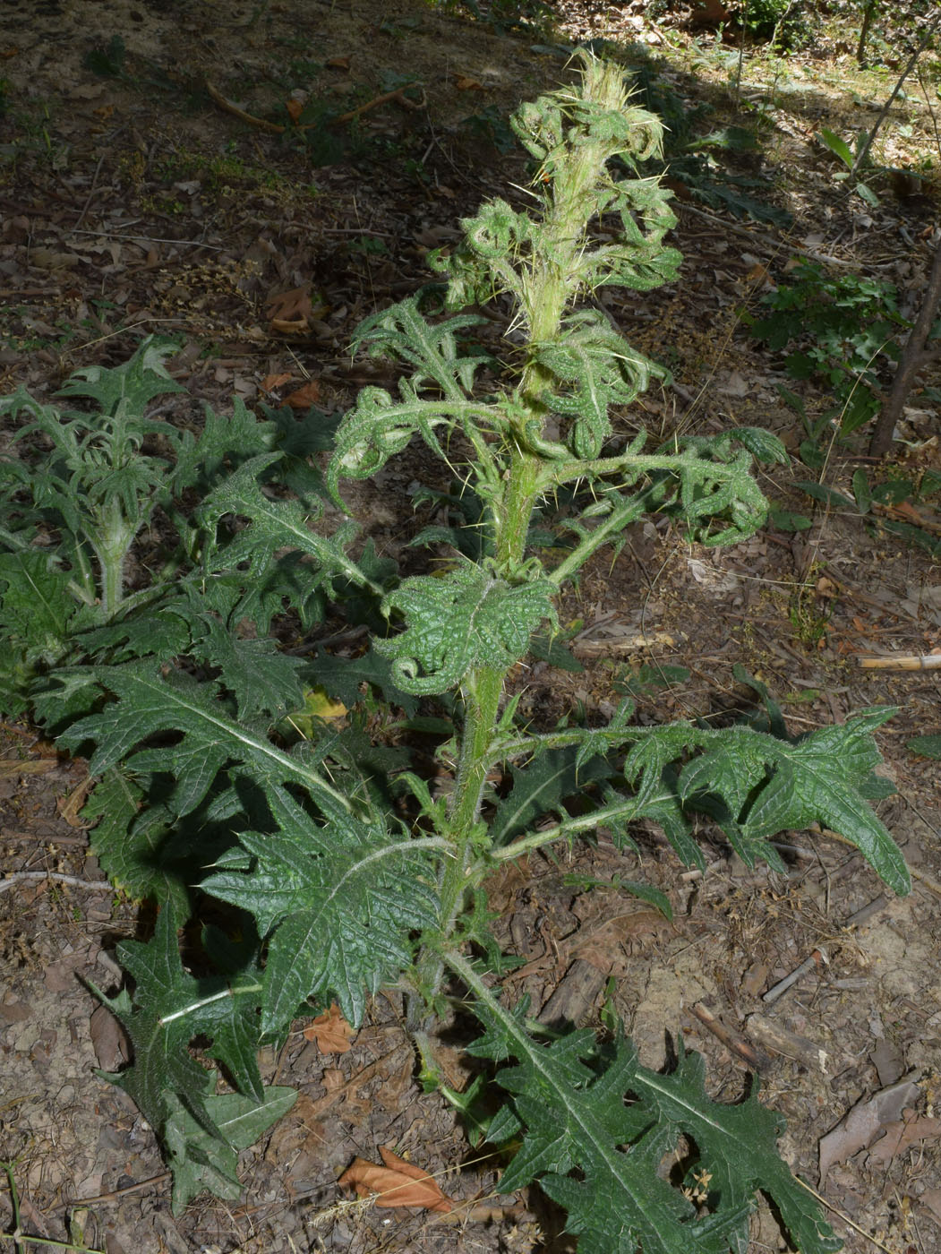 Image of Cirsium vulgare specimen.