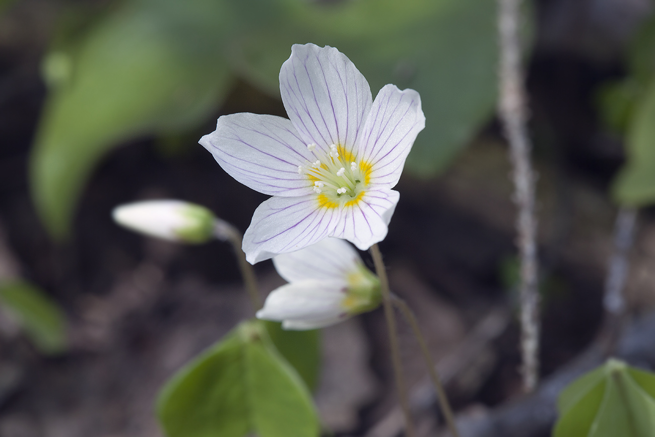 Изображение особи Oxalis acetosella.