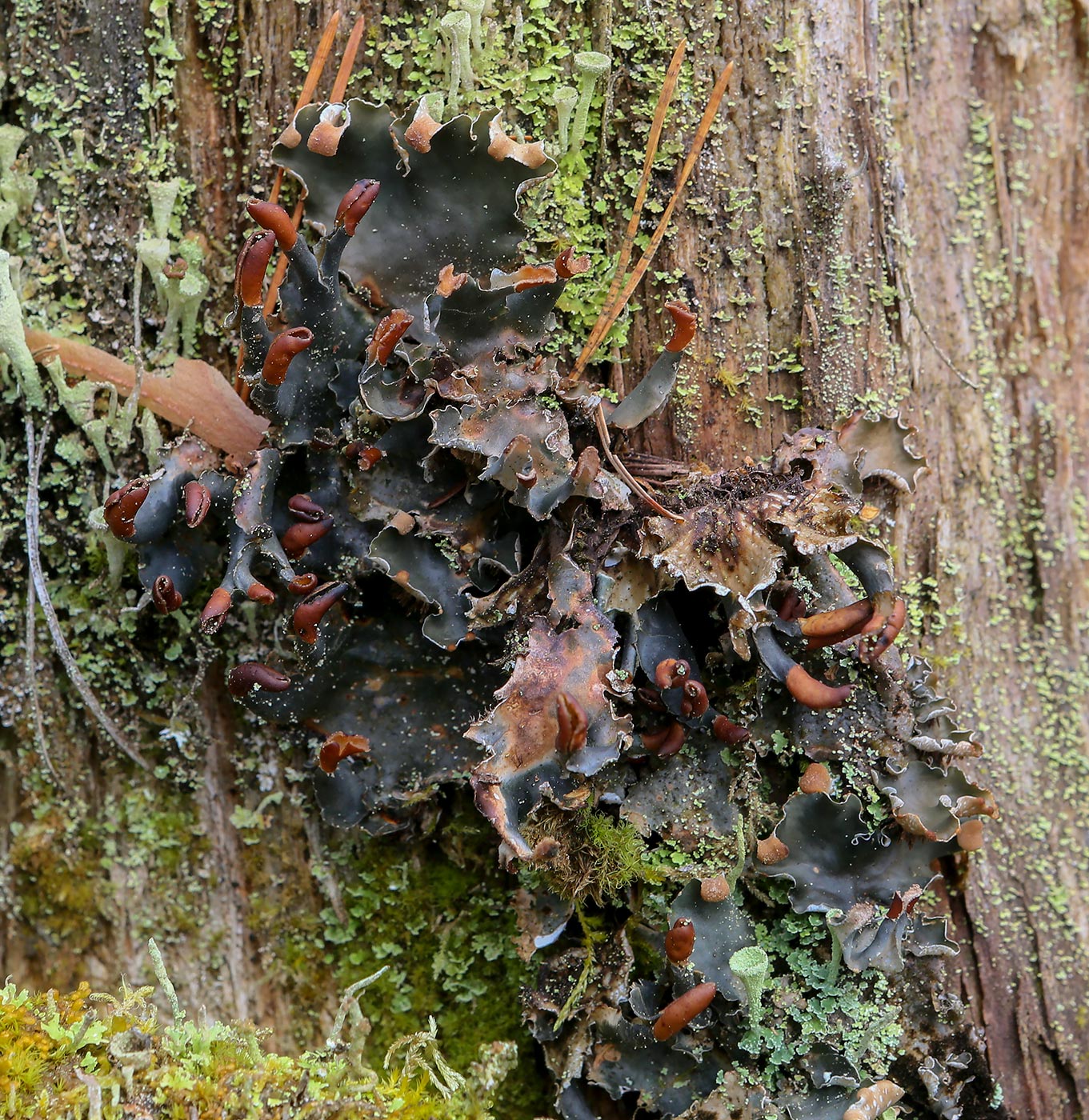 Image of genus Peltigera specimen.