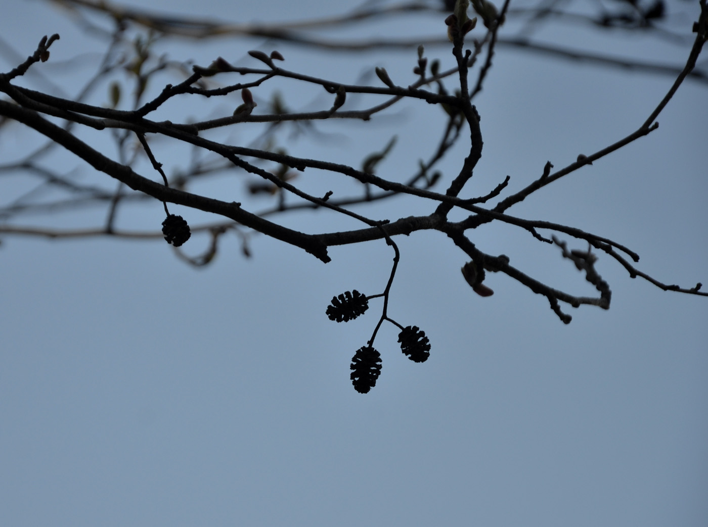 Изображение особи Alnus glutinosa.