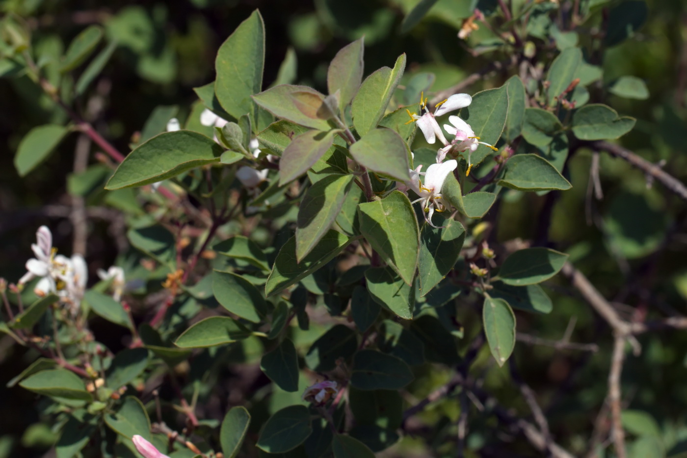 Image of Lonicera korolkowii specimen.