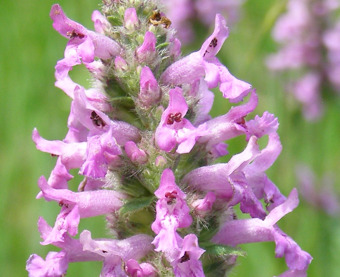 Image of Betonica officinalis specimen.