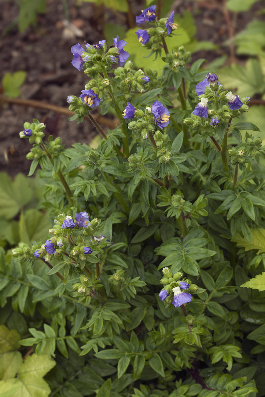 Изображение особи род Polemonium.