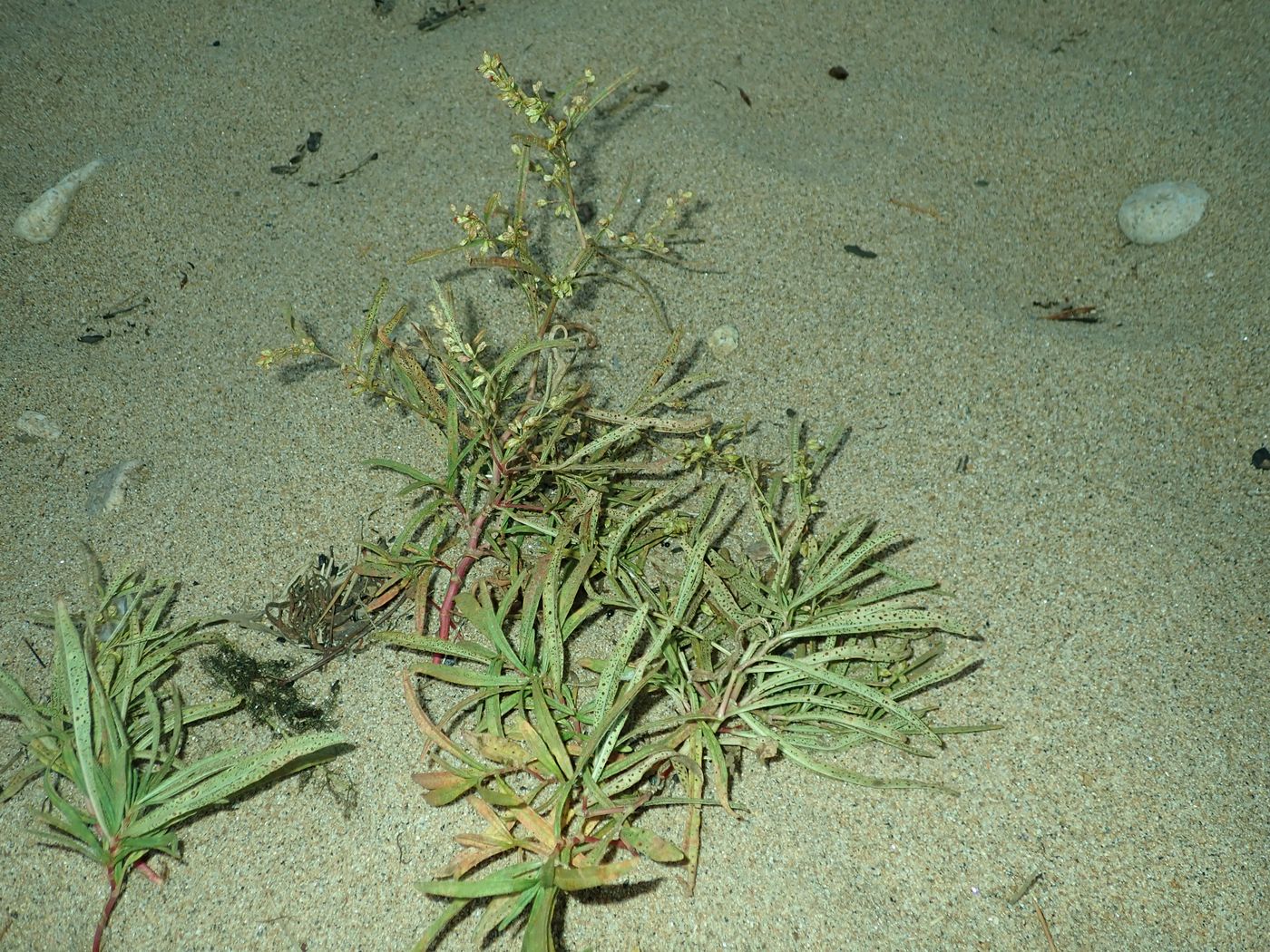 Image of Aconogonon ocreatum var. laxmannii specimen.