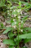 Platanthera chlorantha