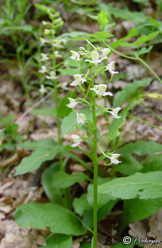 Image of Platanthera chlorantha specimen.