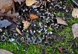 Peltigera rufescens