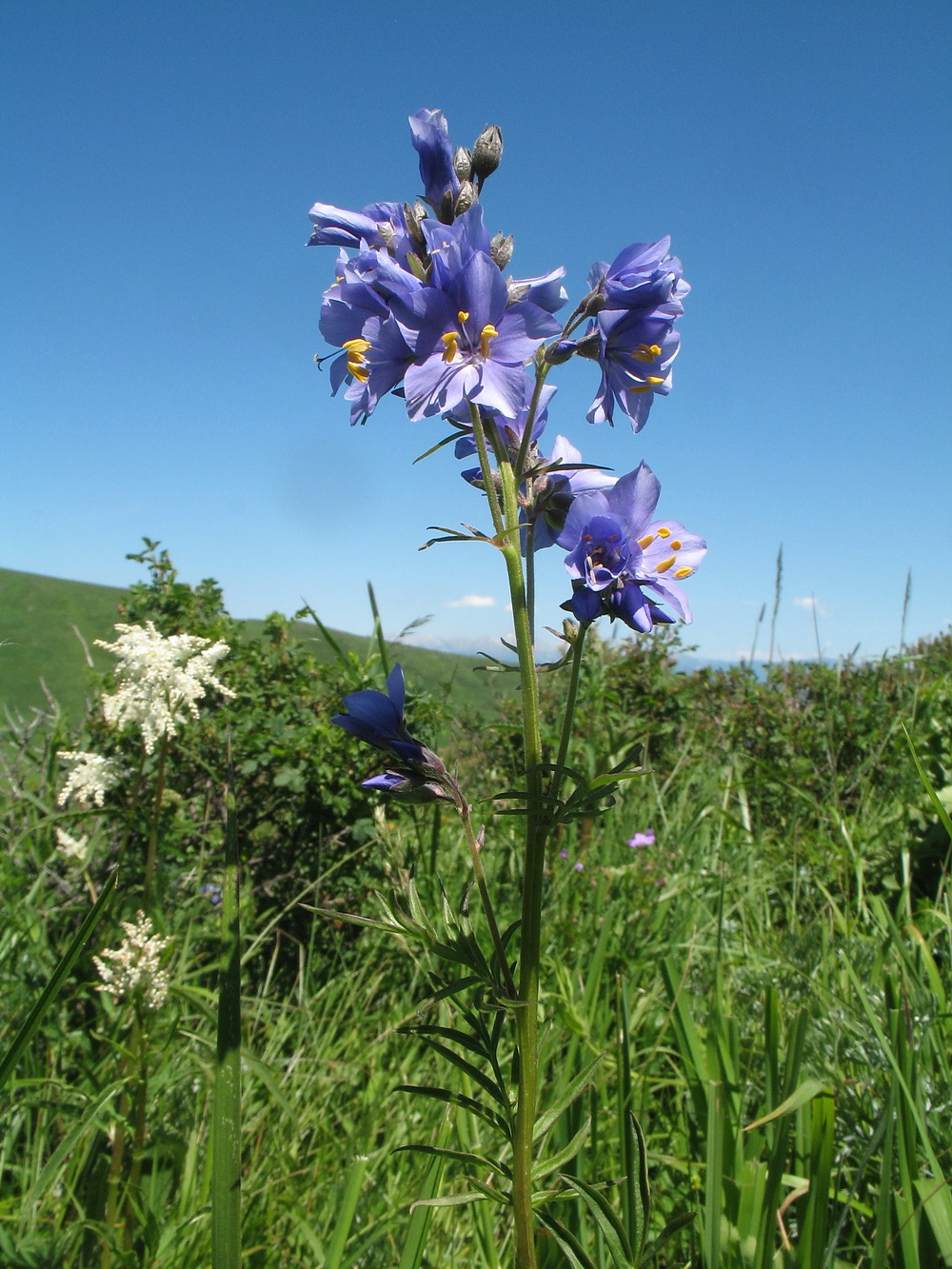 Изображение особи Polemonium caeruleum.