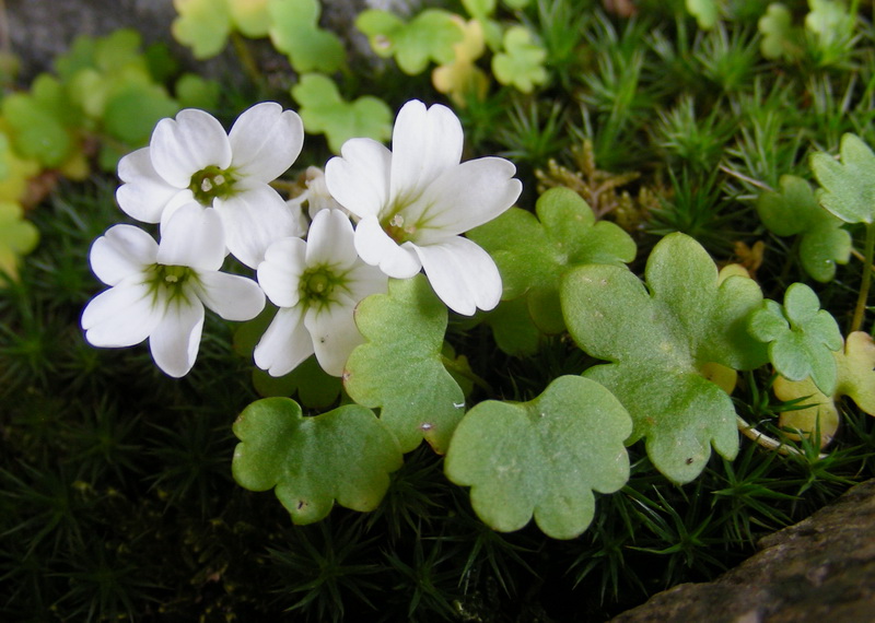 Image of Saxifraga sibirica specimen.