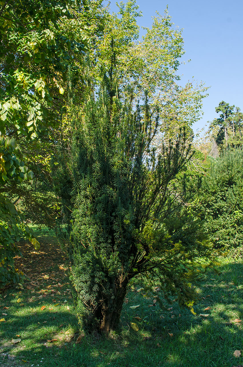 Image of genus Taxus specimen.