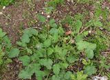 Erodium malacoides. Цветущее растение. Израиль, Голанские высоты, гора Бенталь, просека в дубовом маквисе. 07.03.2020.