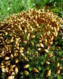 View full-size image Polytrichum commune