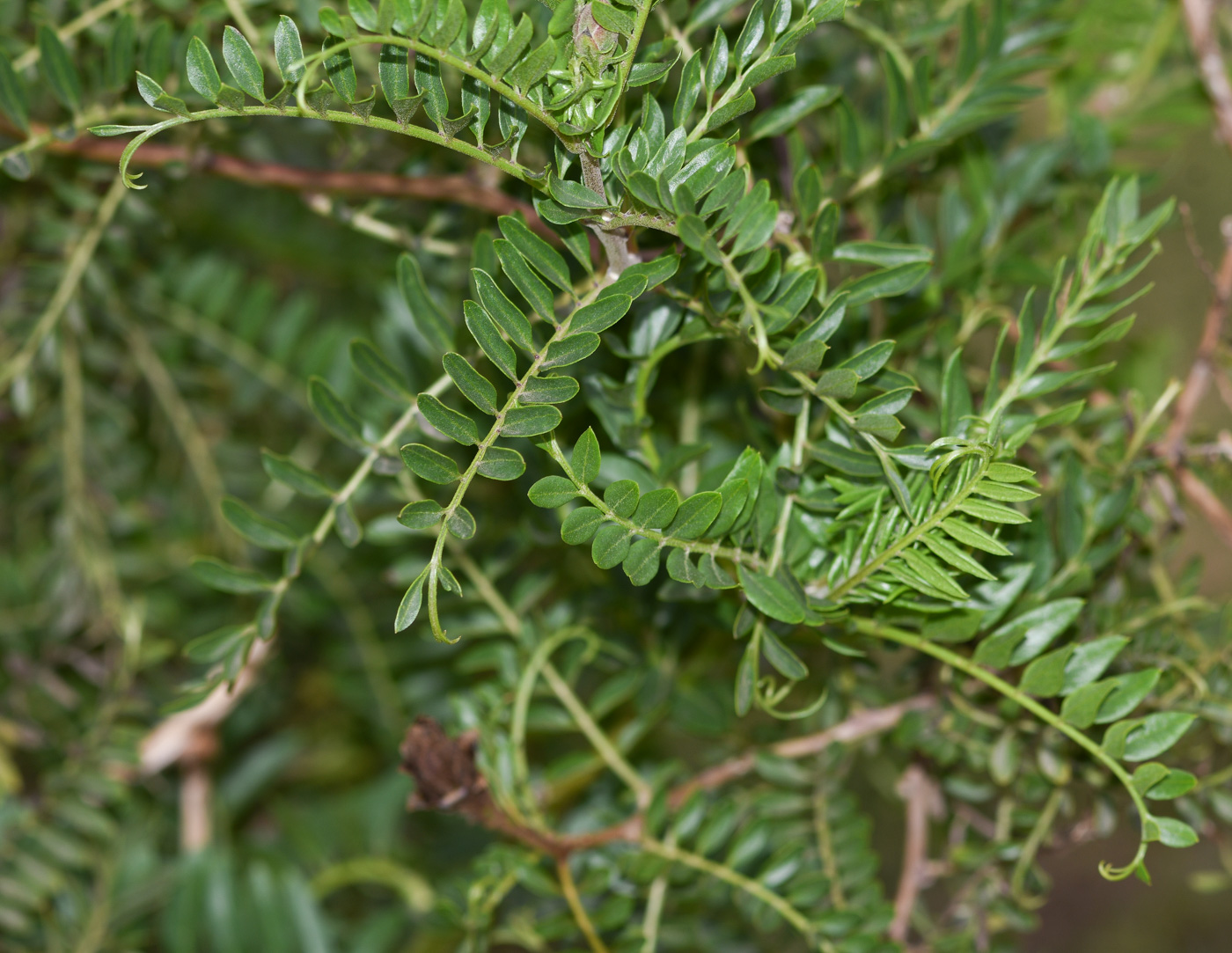 Image of Mutisia acuminata specimen.