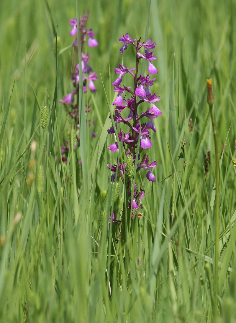 Image of Anacamptis laxiflora ssp. dielsiana specimen.