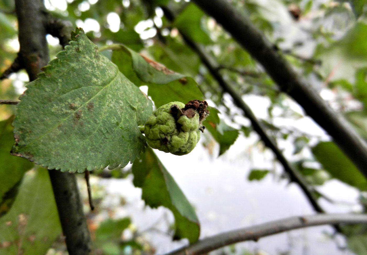 Изображение особи Malus domestica.