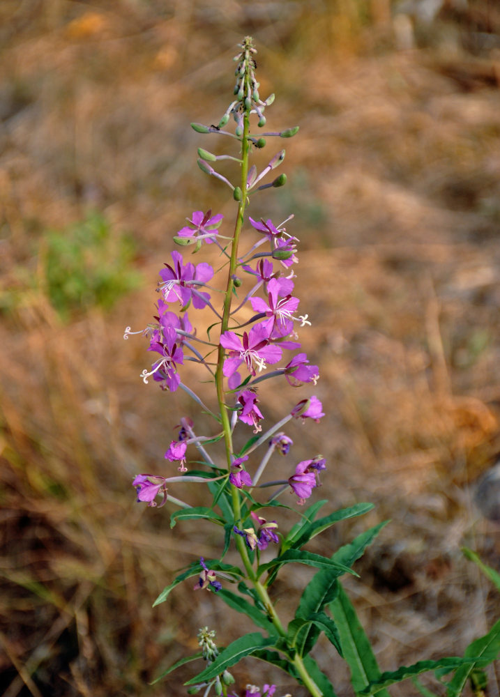 Image of Chamaenerion angustifolium specimen.