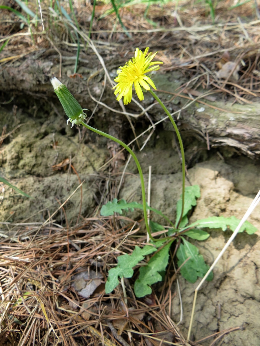 Изображение особи Taraxacum erythrospermum.