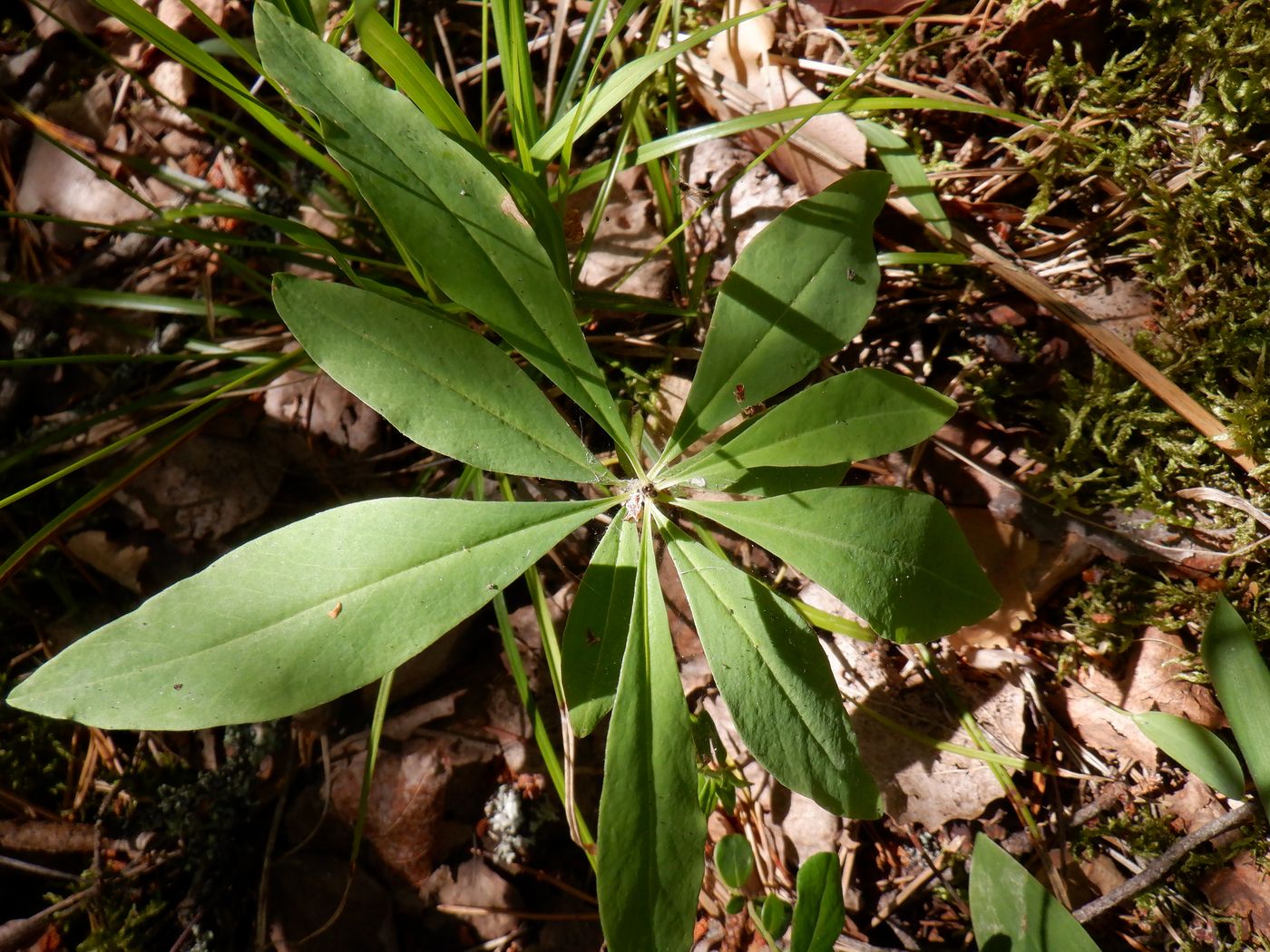 Image of Daphne mezereum specimen.