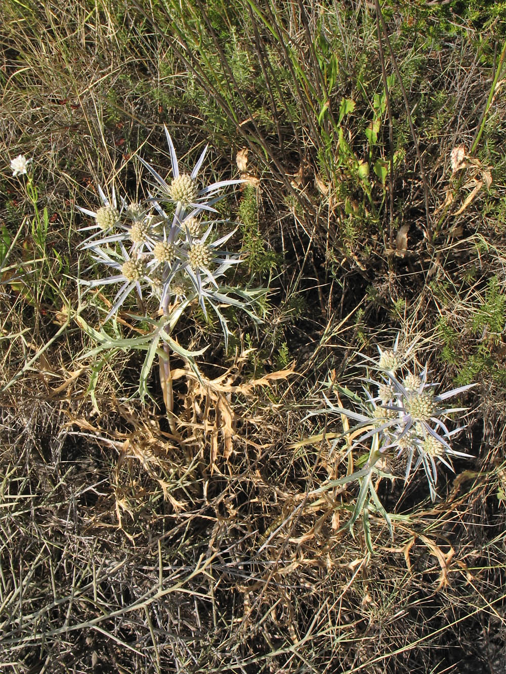 Изображение особи Eryngium amethystinum.