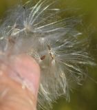 Cirsium setosum. Плоды. Тульская обл., Плавский р-н, окр. пос. Молочные Дворы, балка, суходольный луг. 21.08.2020.