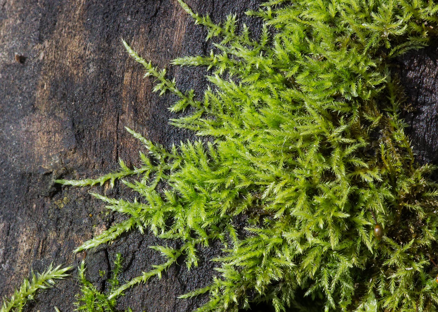 Image of Sciuro-hypnum starkei specimen.