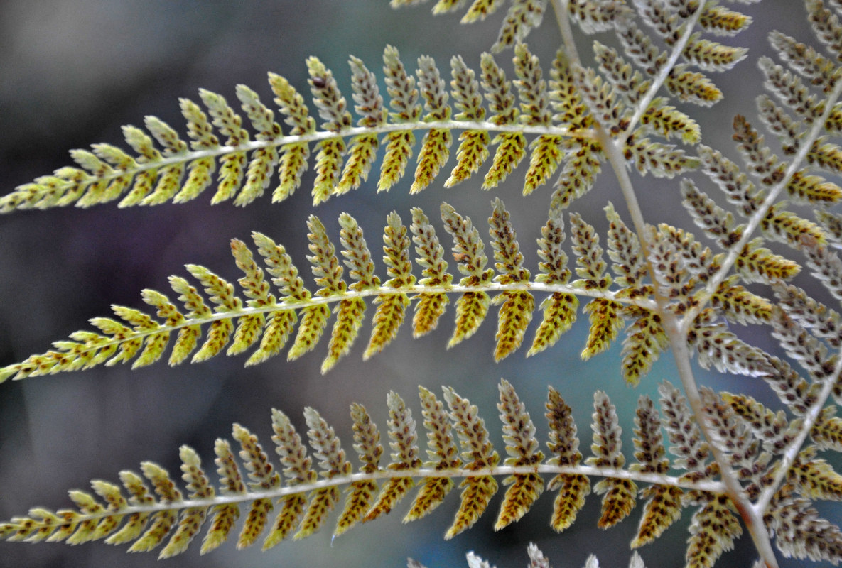 Image of Athyrium filix-femina specimen.