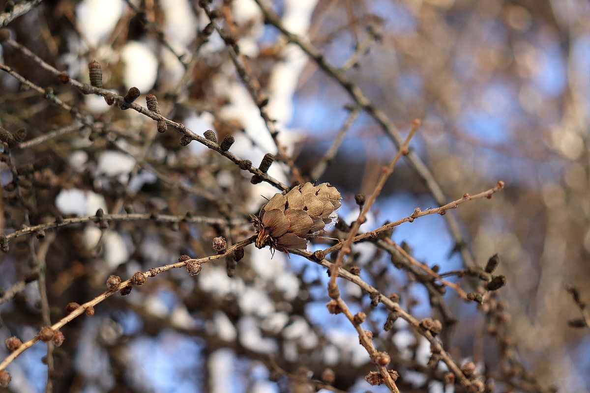 Image of Larix &times; lubarskii specimen.